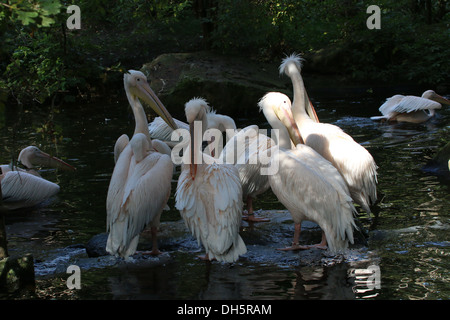 Gruppo di grande bianco pellicani (Pelecanus onocrotalus) Foto Stock