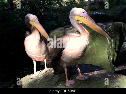 Due grandi White pellicani (Pelecanus onocrotalus) in posa insieme Foto Stock