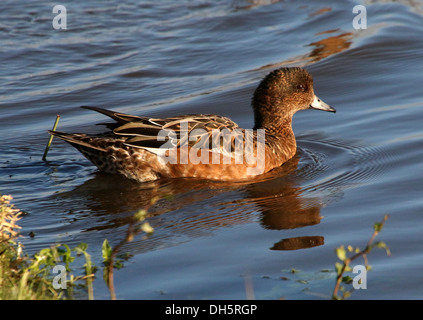 Primo piano di una donna eurasiatica (Mareca penelope) nuoto Foto Stock