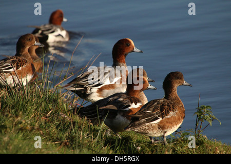 Primo piano di un gruppo di wigeon eurasiatici (Mareca penelope) sul bordo dell'acqua Foto Stock