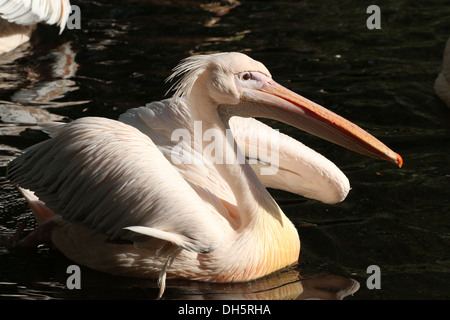 Great White Pelican (Pelecanus onocrotalus) close-up, nuoto Foto Stock
