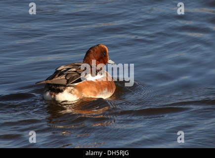 Primo piano di un maschio Eurasian wigeon (Mareca penelope) nuoto Foto Stock