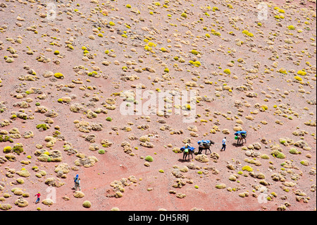 Molte persone su un tour di trekking con pack cavalli su una collina ricoperta con cuscino piante, Alto Atlante mountain range, Marocco Foto Stock