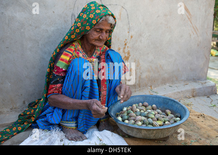 Anziani donna indiana in un tradizionale sari è seduta in corrispondenza di un muro di casa lo smistamento Meloni piccoli in una ciotola, Rann di Kutch, Gujarat Foto Stock