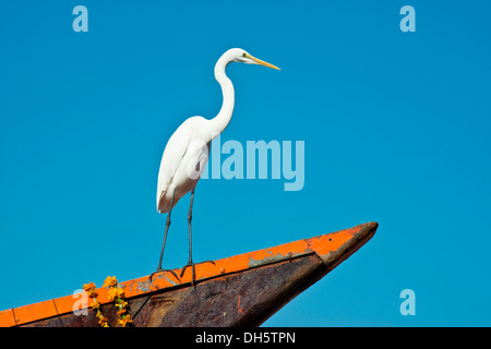 Un Airone bianco maggiore (Casmerodius Albus) è arroccato sulla prua di una barca da pesca, Arabisches Meer, Diu, Gujarat, India Foto Stock