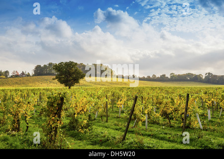 Denbies vigneto, Dorking, Surrey in autunno Foto Stock