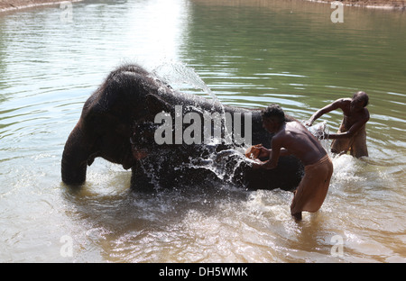 Mahouts pulizia di un elefante Asiatico (Elephas maximus), Kappukadu Elefante Centro di riabilitazione,l'India. Foto Stock