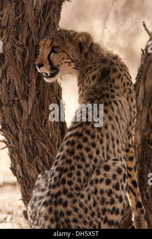 Cheetah cub nel deserto del Kalahari Foto Stock