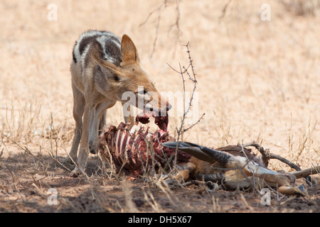 Nero-backed Jackal con la carcassa nel deserto del Kalahari Foto Stock