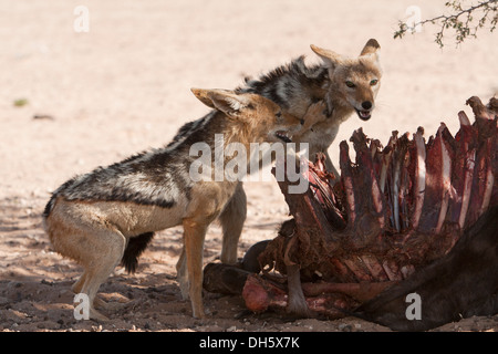 Pack di black-backed sciacalli con la carcassa nel deserto del Kalahari Foto Stock