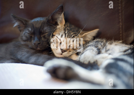 Dormire gattini bengala (Tabby/nero) Foto Stock