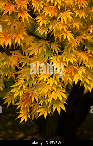 Colore di autunno nel golden rosse foglie di acero giapponese, Acer palmatum Foto Stock