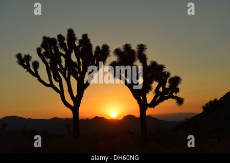 Tramonto dietro alberi di Joshua o Palm Tree Yucca (Yucca brevifolia), Joshua Tree National Park, Deserto Mojave, California Foto Stock