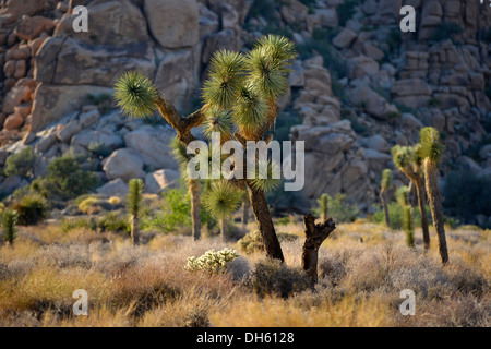 Alberi di Joshua (Yucca brevifolia), Hidden Valley, Joshua Tree National Park, Deserto Mojave, CALIFORNIA, STATI UNITI D'AMERICA Foto Stock