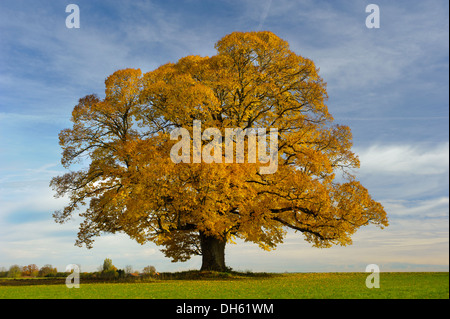 Unico grande albero di tiglio in autunno Foto Stock