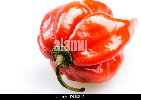 Un Scotch Bonnet peperoncino Foto Stock