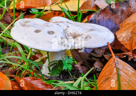 Il legno di hedgehog funghi commestibili (Hydnum repundum) crescente tra figliata di foglia ed erba Foto Stock