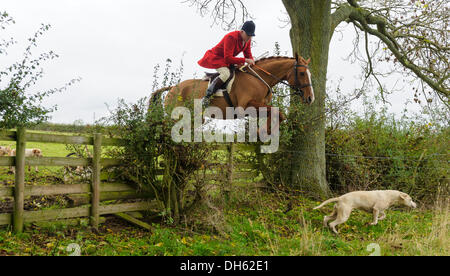 Queniborough, Leicestershire, Regno Unito. 1 novembre 2103. Quorn Huntsman Peter Collins di saltare attraverso la caccia tradizionale del Leicestershire campagna durante il loro incontro nel mese di novembre, il tradizionale inizio della caccia alla volpe stagione. Credito: Nico Morgan/Alamy Live News Foto Stock