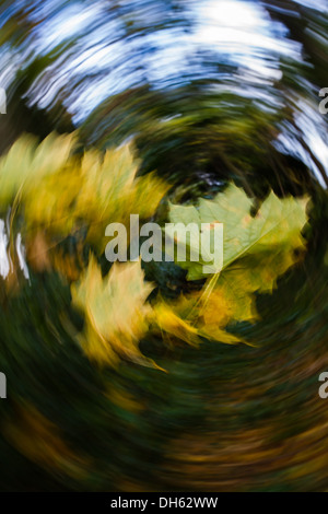 Bizzarre autunno immagine: giornata di vento - foglie di vorticazione Foto Stock