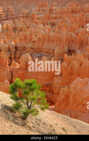 Formazioni rocciose e le hoodoos al Tramonto Tramonto punto, Parco Nazionale di Bryce Canyon, punto Al tramonto, Utah, Stati Uniti d'America Foto Stock