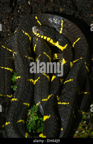 Velenoso Gold-inanellati Cat Snake o le mangrovie Snake (Boiga dendrophila), che si trova nelle foreste pluviali tropicali, Stoccarda Foto Stock