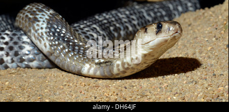 Velenosi Cobra indiano (Naja naja naja), nativo di India, Indonesia e Filippine, Stoccarda, Baden-Württemberg, Germania Foto Stock