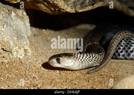 Velenosi Cobra indiano (Naja naja naja), nativo di India, Indonesia e Filippine, Stoccarda, Baden-Württemberg, Germania Foto Stock