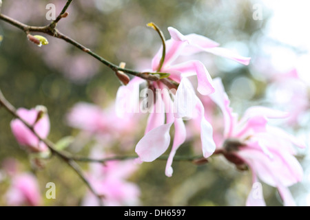 Inizio di stagione primavera albero di magnolia Jane Ann Butler JABP Fotografia1025 Foto Stock