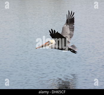 Pellicani marroni, Pelecanus occidentalis, vivono lungo la zona a sud e a ovest del mare e coste sono raramente visto entroterra. Foto Stock