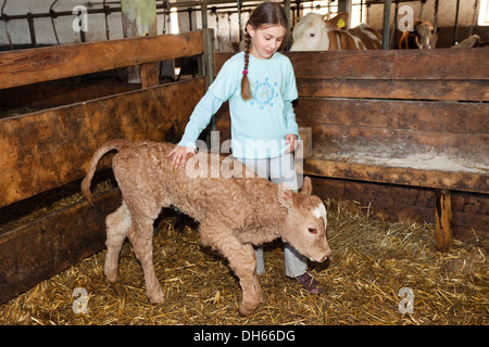 Ragazza con vitello neonato in una stalla, Austria, Europa Foto Stock