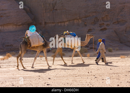 Caravan del cammello nel deserto libico, cammelli (Camelus dromedarius), montagne Akakus, Libia, Sahara, Africa Settentrionale, Africa Foto Stock