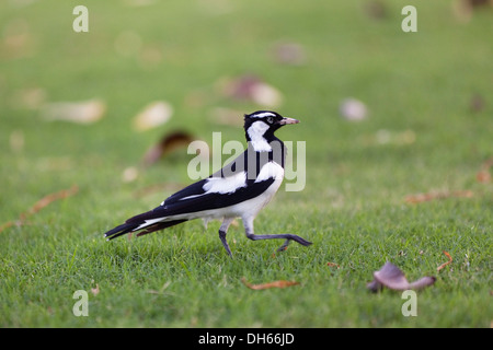 Gazza Lark (Grallina cyanoleuca), maschio, Queensland, Australia Foto Stock