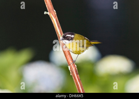 Fuligginosa-capped Bush-Tanager (Chlorospingus pileatus), foresta pluviale, Cerro de la Muerte, Costa Rica, America Centrale Foto Stock