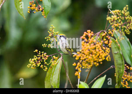 Chestnut facciate trillo (Dendroica pensylvanica) appollaiato su un ramoscello in una foresta pluviale di pianura, Braulio Carrillo Parco Nazionale Foto Stock