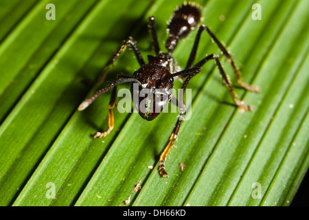 Minore caccia gigante Ant, Conga Ant o Bullet Ant (Paraponera clavata) nella foresta pluviale di pianura, Braulio Carrillo Parco Nazionale Foto Stock