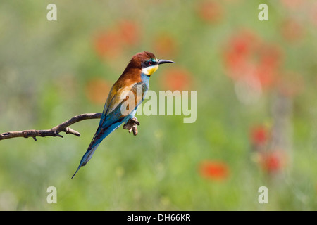 Unione Bee-Pasqua (Merops apiaster), arroccato su ramoscello, Bulgaria, Europa Foto Stock