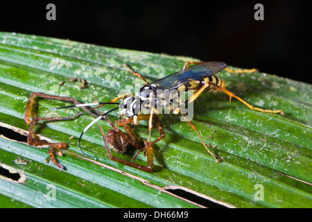 Wasp eating spider nella foresta pluviale, specie indeterminata, Braulio Carrillo National Park, Costa Rica, America Centrale Foto Stock