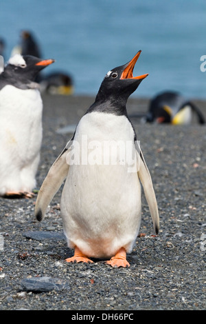 Pinguino Gentoo (Pygoscelis papua), chiamando, oro Harbour, Georgia del Sud, sub-Antartide e Antartico Foto Stock