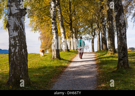 Rambler con un cane a camminare verso il basso una betulla vicolo in autunno, Uffing, Alta Baviera, Baviera, Germania Foto Stock