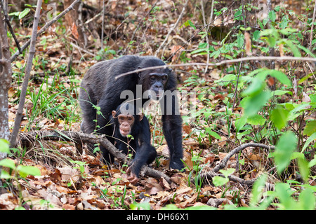 Gli scimpanzé (Pan troglodytes), femmina con giovani, Mahale Mountains Nationalpark, Ostafrika, Tanzania Foto Stock