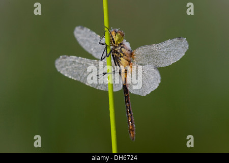 Vagrant Darter (Sympetrum vulgatum), distretto Vulkaneifel, Renania-Palatinato Foto Stock