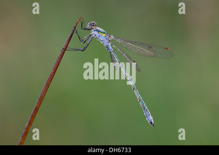 Damselfly smeraldo o Spreadwing comune (Lestes sponsa), regione Vulkaneifel, Renania-Palatinato Foto Stock