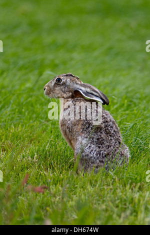 Unione lepre (Lepus europaeus), Texel, Paesi Bassi, Europa Foto Stock