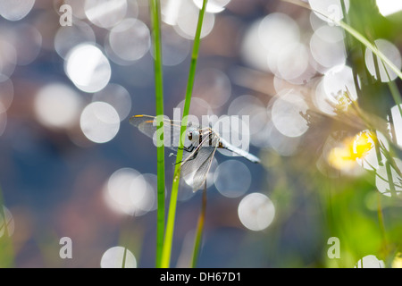 Skimmer Keeled - Orthetrum coerulescens, maschio Foto Stock