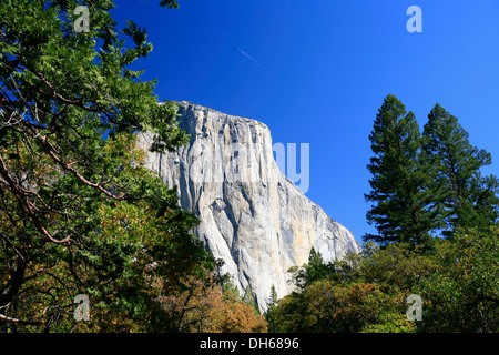 Vista verso El Capitan di montagna, con una delle principali vie di arrampicata, il naso, sulla sua roccia di granito faccia Foto Stock