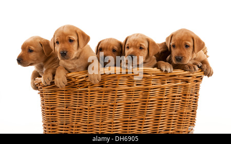 Cinque Fox Red Labrador cuccioli in un cestello di grandi dimensioni Foto Stock