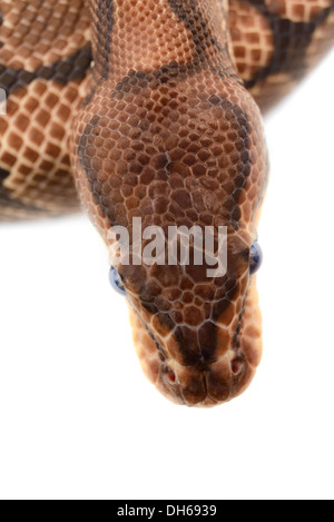 Primo piano di una sfera python isolato di fronte a uno sfondo bianco. Foto Stock