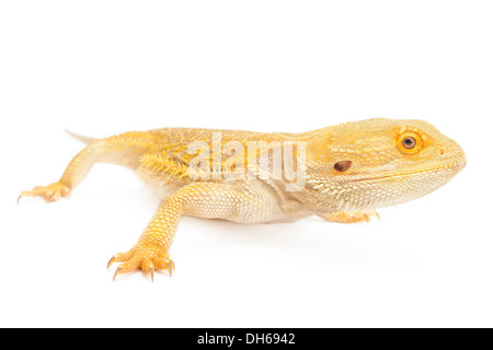 Drago barbuto isolato di fronte a uno sfondo bianco Foto Stock