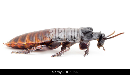 Scarafaggio sibilante isolato di fronte a uno sfondo bianco. Foto Stock