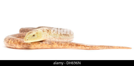 Legless lizard isolato di fronte a uno sfondo bianco. Foto Stock